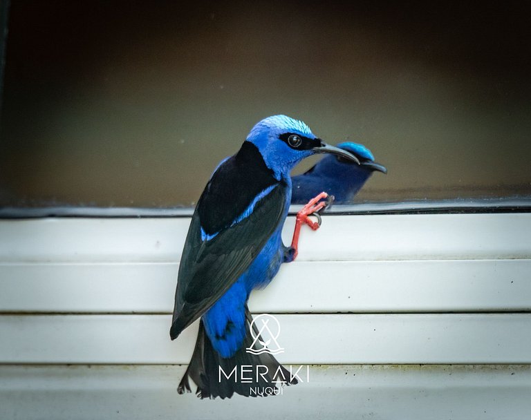 Wonderful Room @Nuqui + Beach & breathtaking views