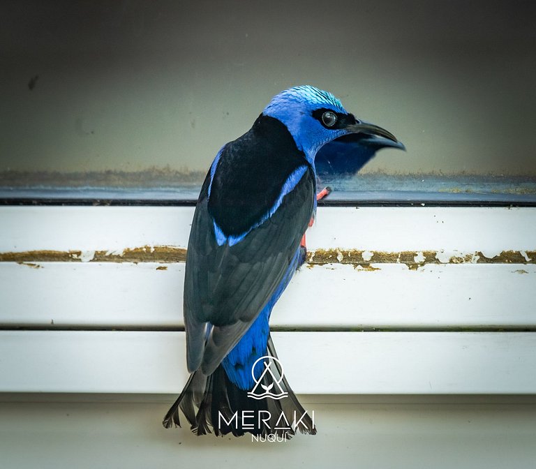 Magica Cabaña @Nuqui with beach access