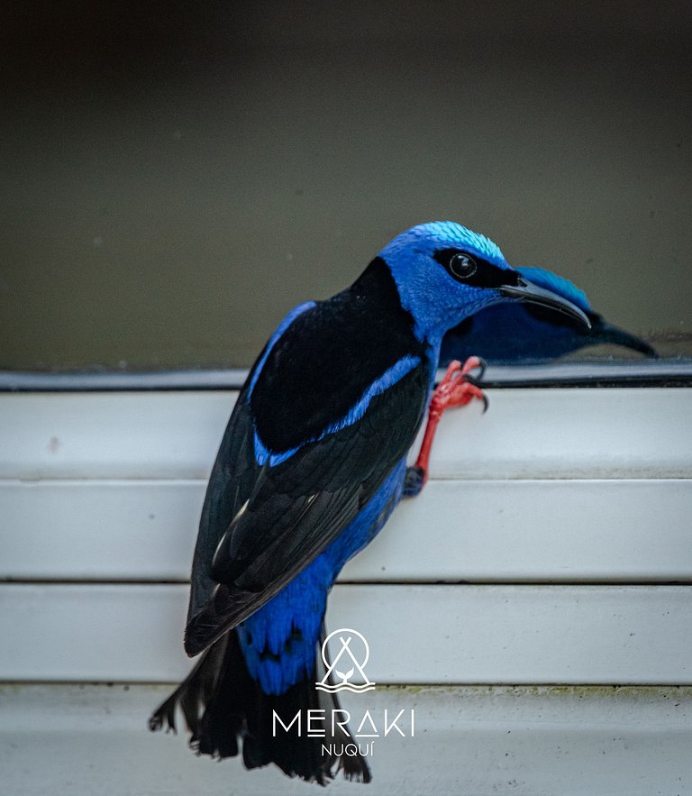 Magica Cabaña @Nuqui with beach access