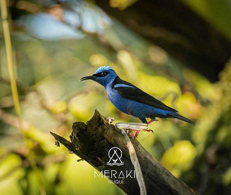 Cozy place @Nuqui close to the Beach