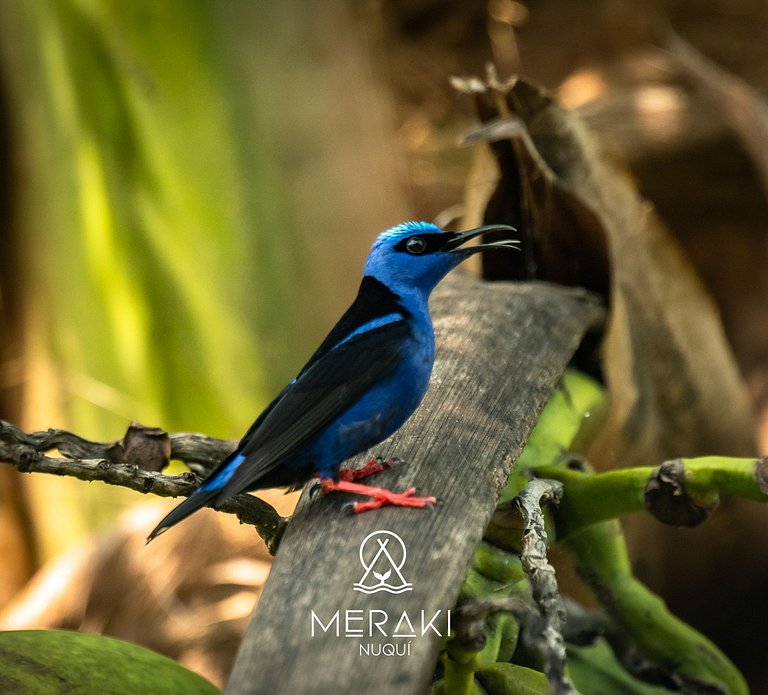 Cozy place @Nuqui close to the Beach