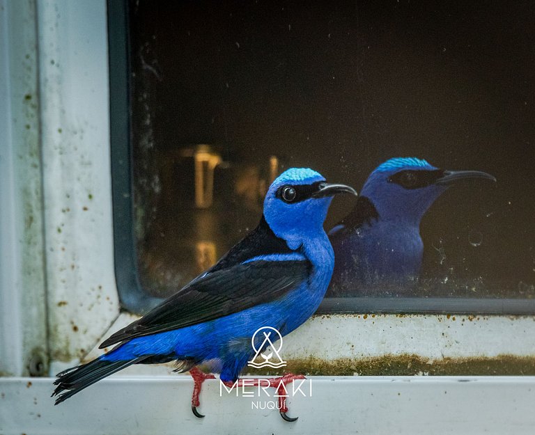 Cozy place @Nuqui close to the Beach